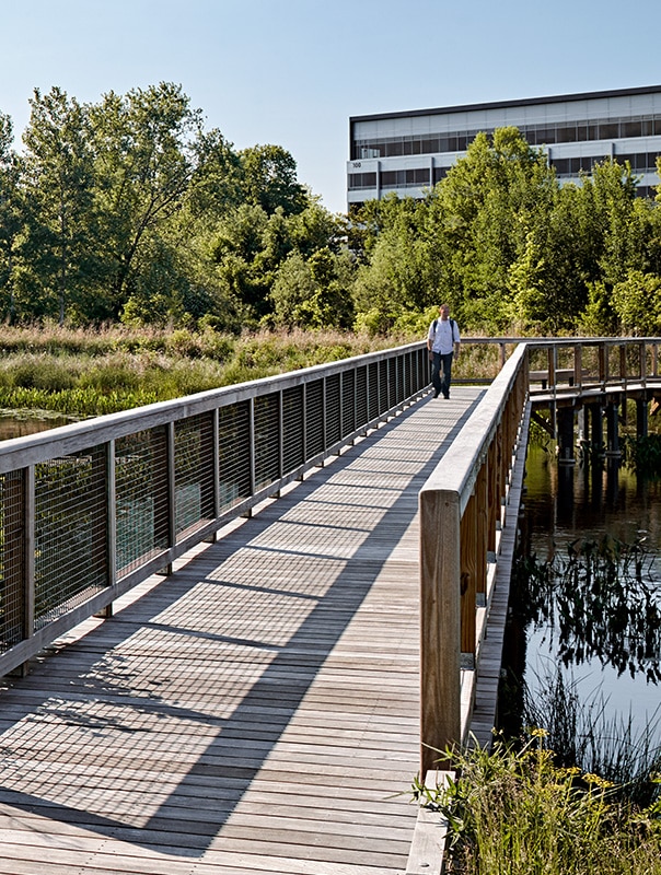 A tenant walking across a sustainable wetland on a wooden bridge